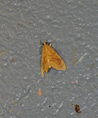 Hyalobathra brevialis