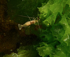 Palaemon serenus