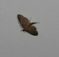 Hymenoptychis sordida