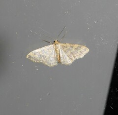 Idaea simplex