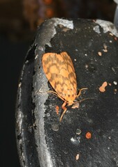 Miltochrista quadrilineata