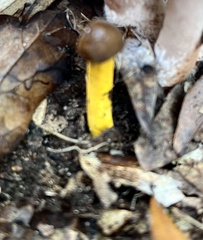 Tolypocladium longisegmentatum