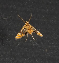 Margarosticha repetitalis
