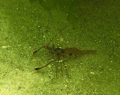Palaemon serenus