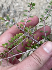 Euphorbia magdalenae