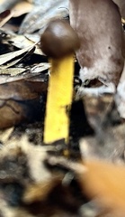 Tolypocladium longisegmentatum