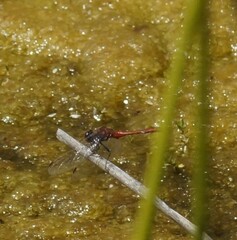 Diplacodes melanopsis