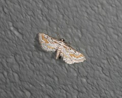 Parapoynx dentizonalis