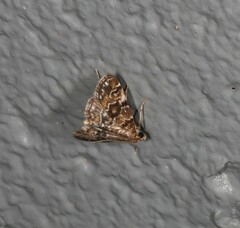 Parapoynx tenebralis