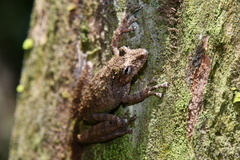 Scinax garbei