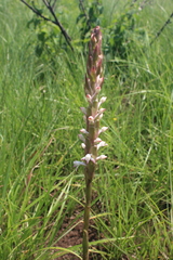Satyrium longicauda