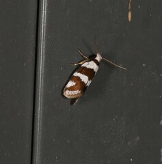 Prepocosma schalidota