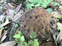 Leccinellum crocipodium