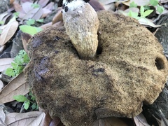 Leccinellum crocipodium