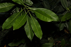 Chionanthus ramiflorus