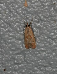 Syntonarcha iriastis