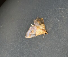 Tetracona amathealis