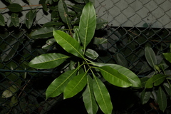 Chionanthus ramiflorus