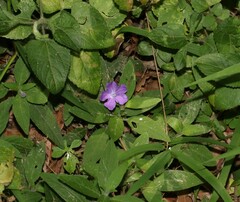 Ruellia squarrosa