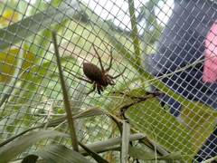Uliodon