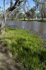 Myriophyllum papillosum
