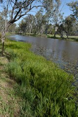 Myriophyllum papillosum