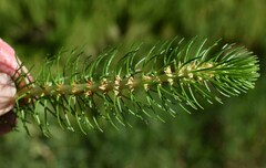 Myriophyllum papillosum