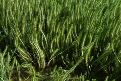 Myriophyllum papillosum