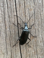 Tanychilus