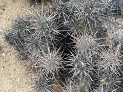 Corynopuntia invicta