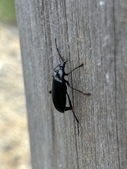 Tanychilus