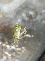 Centrolenidae