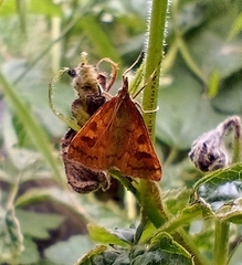 Mnesictena flavidalis