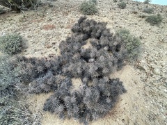 Corynopuntia invicta