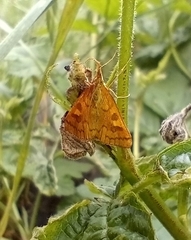 Mnesictena flavidalis