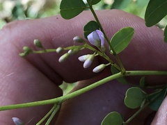 Indigofera australis