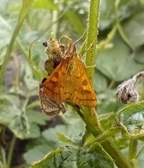 Mnesictena flavidalis