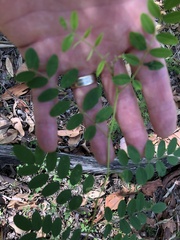 Indigofera australis