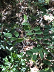 Indigofera australis
