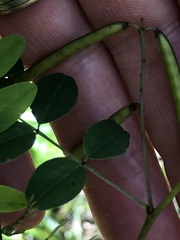 Indigofera australis