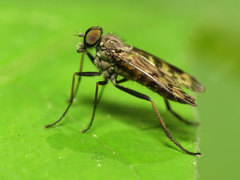 Rhagio punctipennis