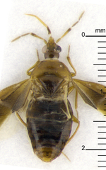 Cimicoidea