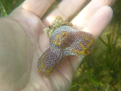 Botrylloides magnicoecus