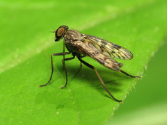 Rhagio punctipennis