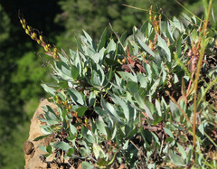Penstemon barrettiae
