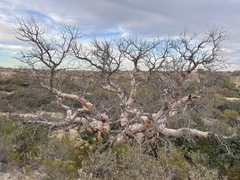 Pachycormus discolor