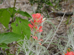Castilleja lanata