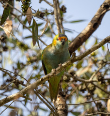 Parvipsitta porphyrocephala