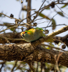 Parvipsitta porphyrocephala