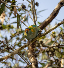 Parvipsitta porphyrocephala